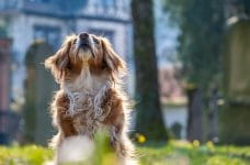 Deutschlands Hundehauptstadt: Hier können sich die Vierbeiner am glücklichsten schätzen